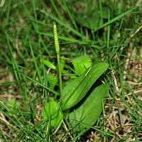 瓶尔小草