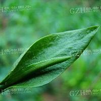 瓶尔小草