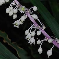 宽叶沿阶草