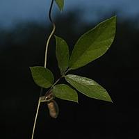 羽叶拟大豆