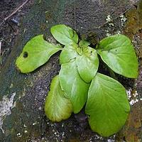 马铃苣苔属