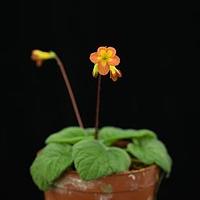 毛花马铃苣苔