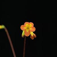 毛花马铃苣苔