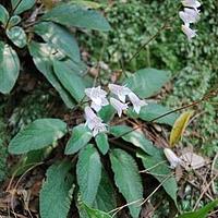 大花石上莲