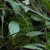 大花石上莲