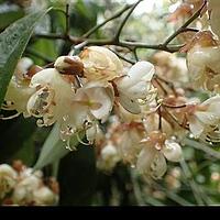 台湾红豆