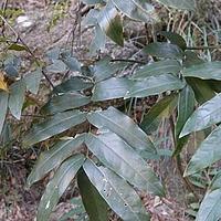 紫花红豆