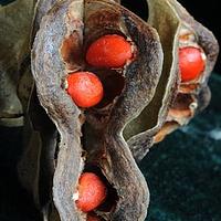 木荚红豆