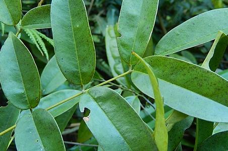 木荚红豆