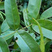 木荚红豆