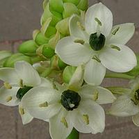 白花虎眼万年青