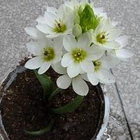 白花虎眼万年青