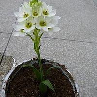 白花虎眼万年青