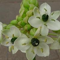 白花虎眼万年青