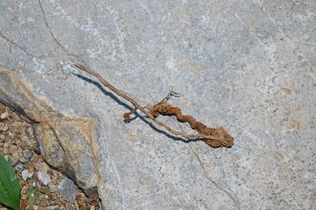 黄花列当