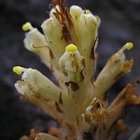 黄花列当