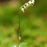 单侧花属