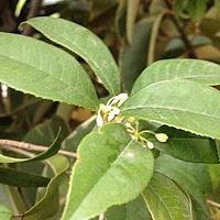木樨