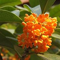 木樨