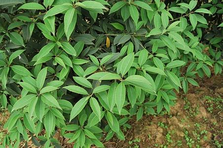 毛柄木樨 - 图片/介绍/花期/花语/知识 - 千草植物