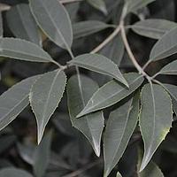 毛木樨 - 图片/介绍/花期/花语/知识 - 千草植物