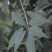 毛木樨 - 图片/介绍/花期/花语/知识 - 千草植物