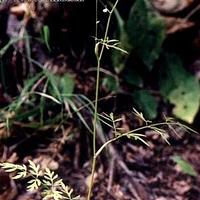 全叶山芹