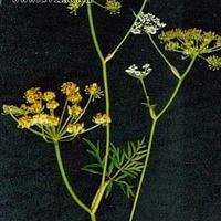 全叶山芹