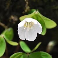 白花酢浆草