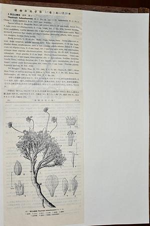 内蒙古棘豆