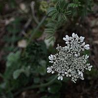 拉萨厚棱芹