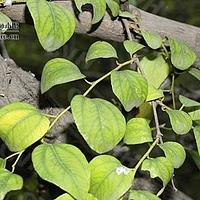 马甲子属