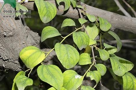 滨枣 - 图片/介绍/花期/花语/知识 - 千草植物