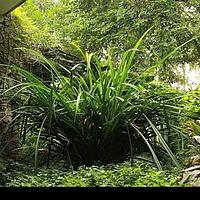 露兜草