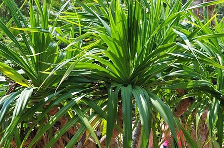 穗状花序花期1月 - 千草植物