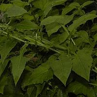 云南假福王草