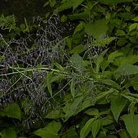 云南假福王草