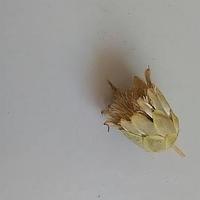 黄花珀菊