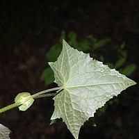 甘肃蟹甲草