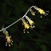 掌裂蟹甲草