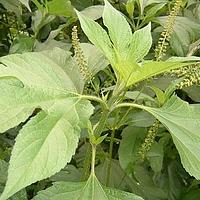 三裂叶豚草