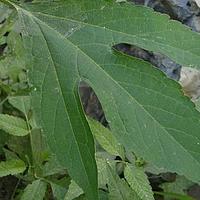 三裂叶豚草