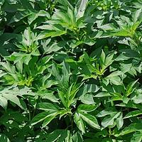 三裂叶豚草