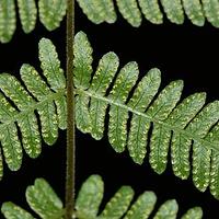 金星蕨