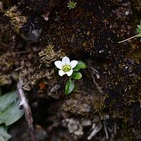 高山梅花草
