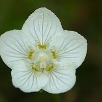 梅花草