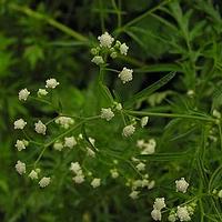 银胶菊
