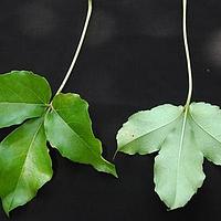 地锦属 - 图片/介绍/花期/花语/知识 - 千草植物