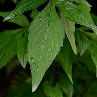 败酱属