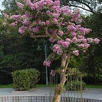 千屈菜科